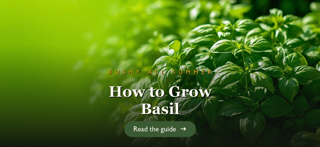 Lush green basil plants growing in a sunny garden