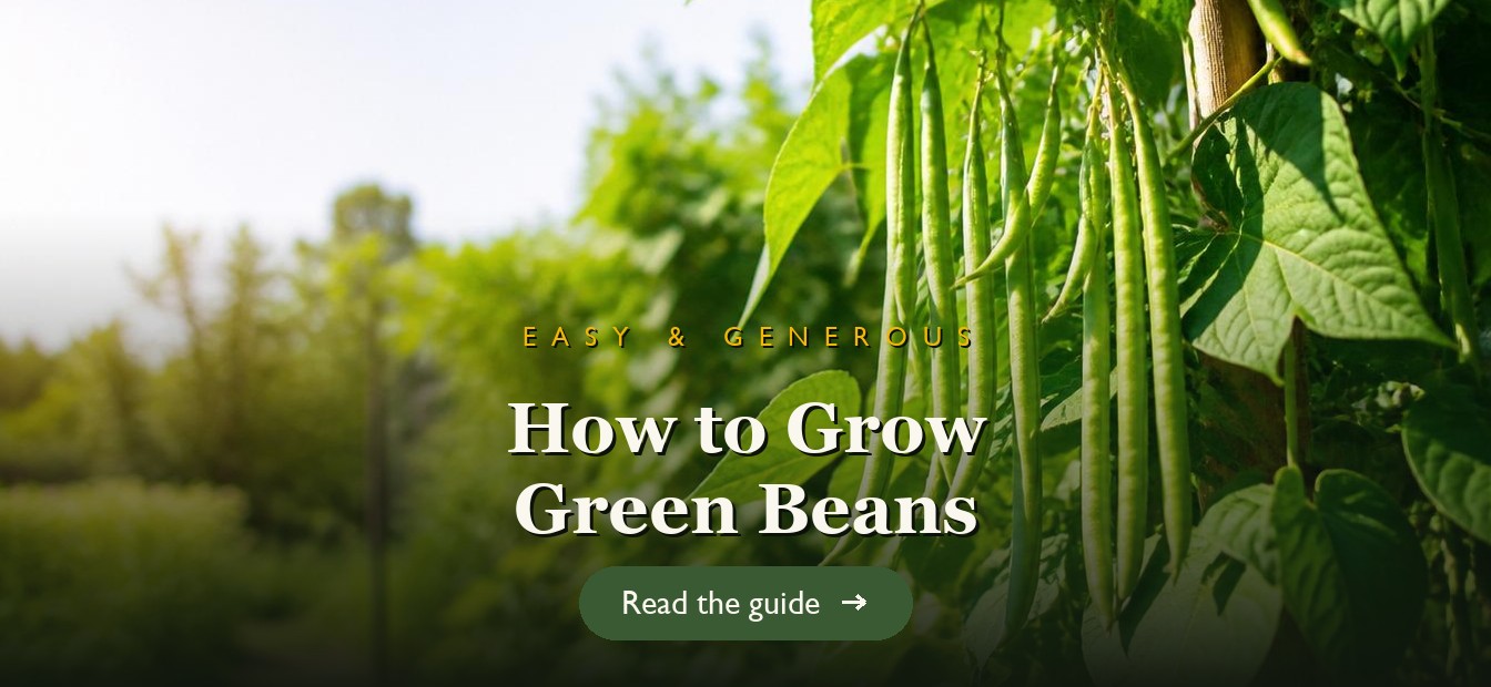 Green beans hanging from healthy pole bean plants in a garden