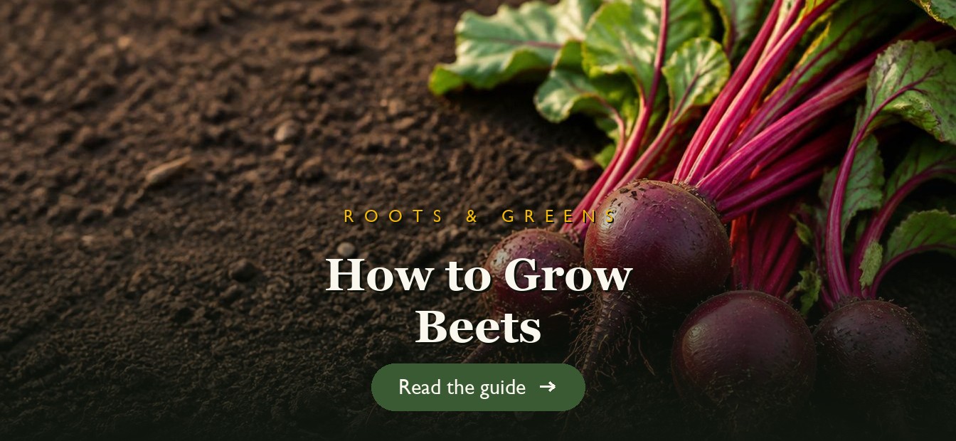 Deep red beets with leafy green tops pulled from garden soil