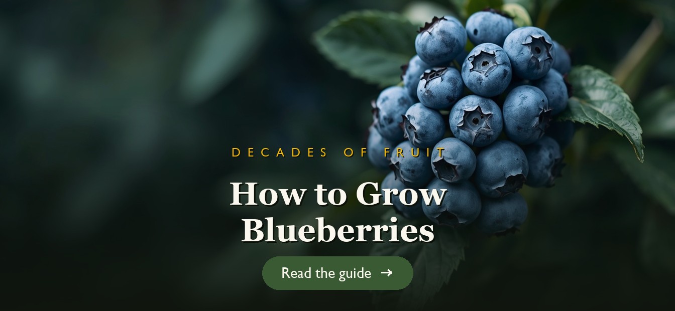Clusters of ripe blueberries on a healthy bush in a garden