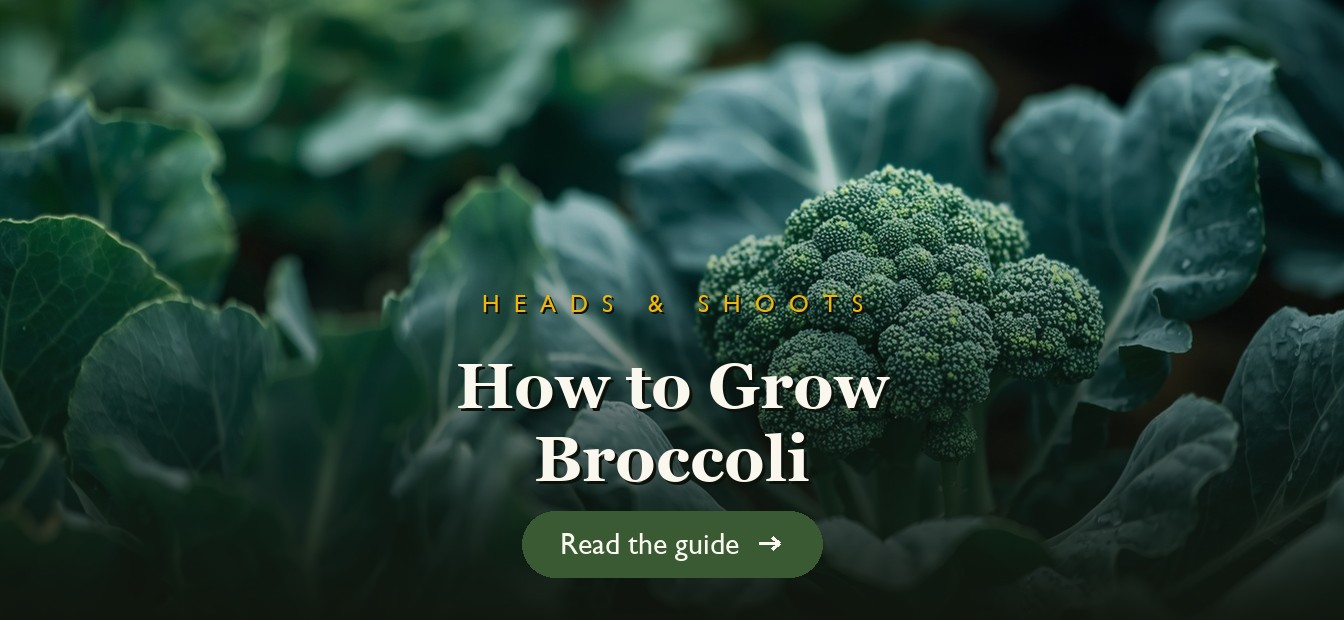 Fresh broccoli heads growing on healthy plants in a garden bed