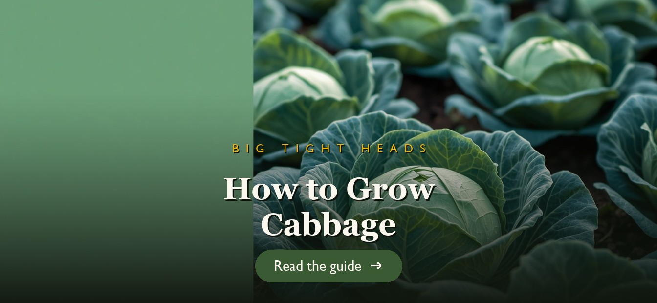 Large green cabbage heads growing in a garden bed