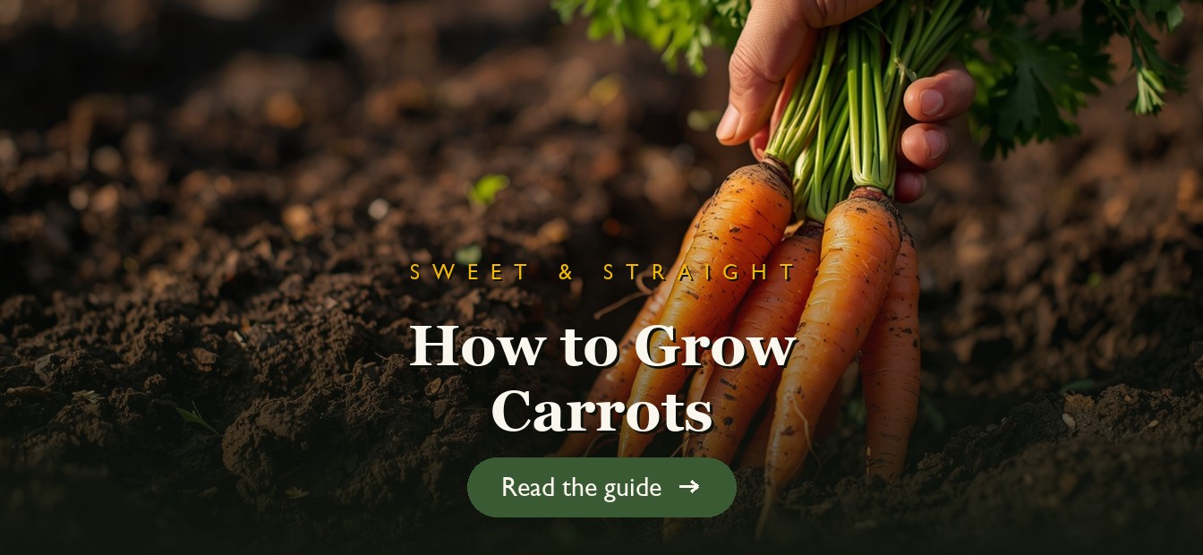 A hand pulling bright orange carrots from dark garden soil