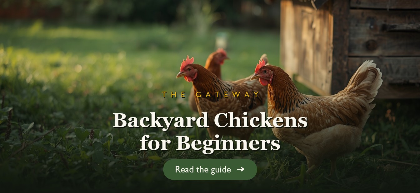 Healthy backyard chickens in a garden beside a simple coop