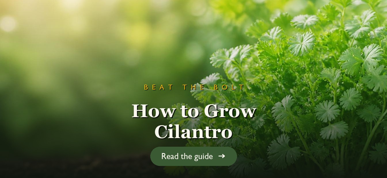 Fresh green cilantro growing thickly in a garden bed