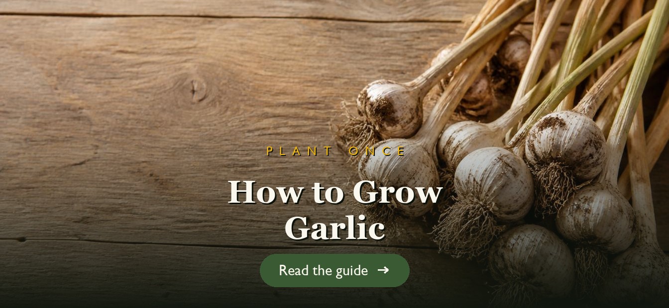 Freshly harvested garlic bulbs curing on a rustic wooden table