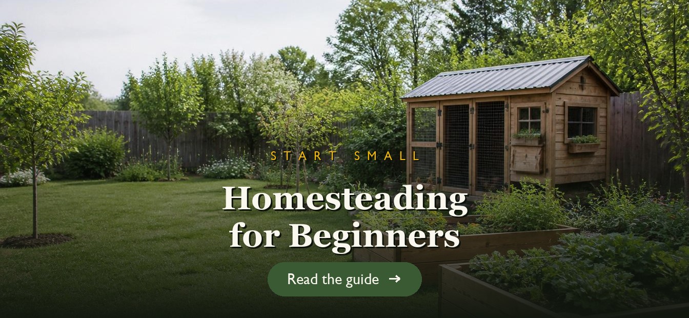 A beginner homestead with raised beds, a chicken coop and fruit trees