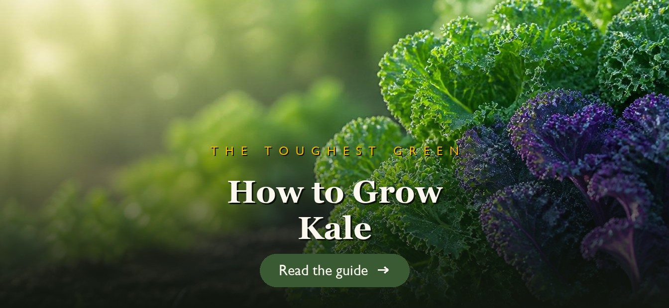 Curly green and purple kale growing in a garden bed