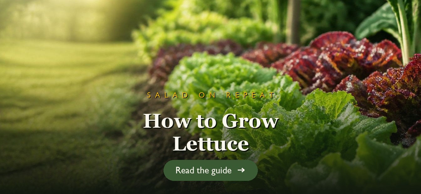 Rows of fresh green and red leaf lettuce growing in a garden bed