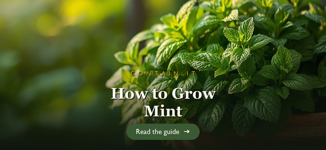 Fresh green mint growing lushly in a container