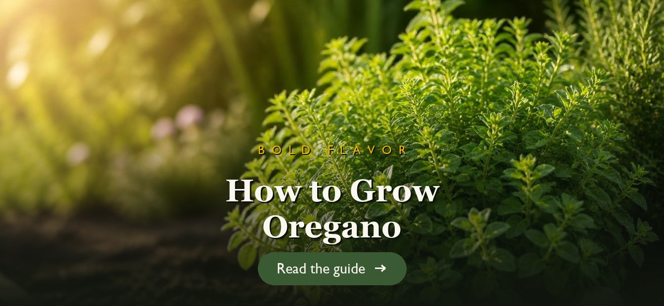 Bushy green oregano growing in a sunny garden bed