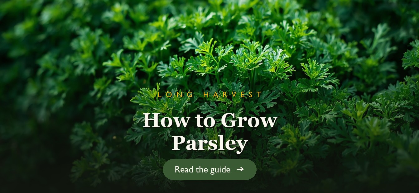 Lush curly and flat-leaf parsley growing in a garden bed