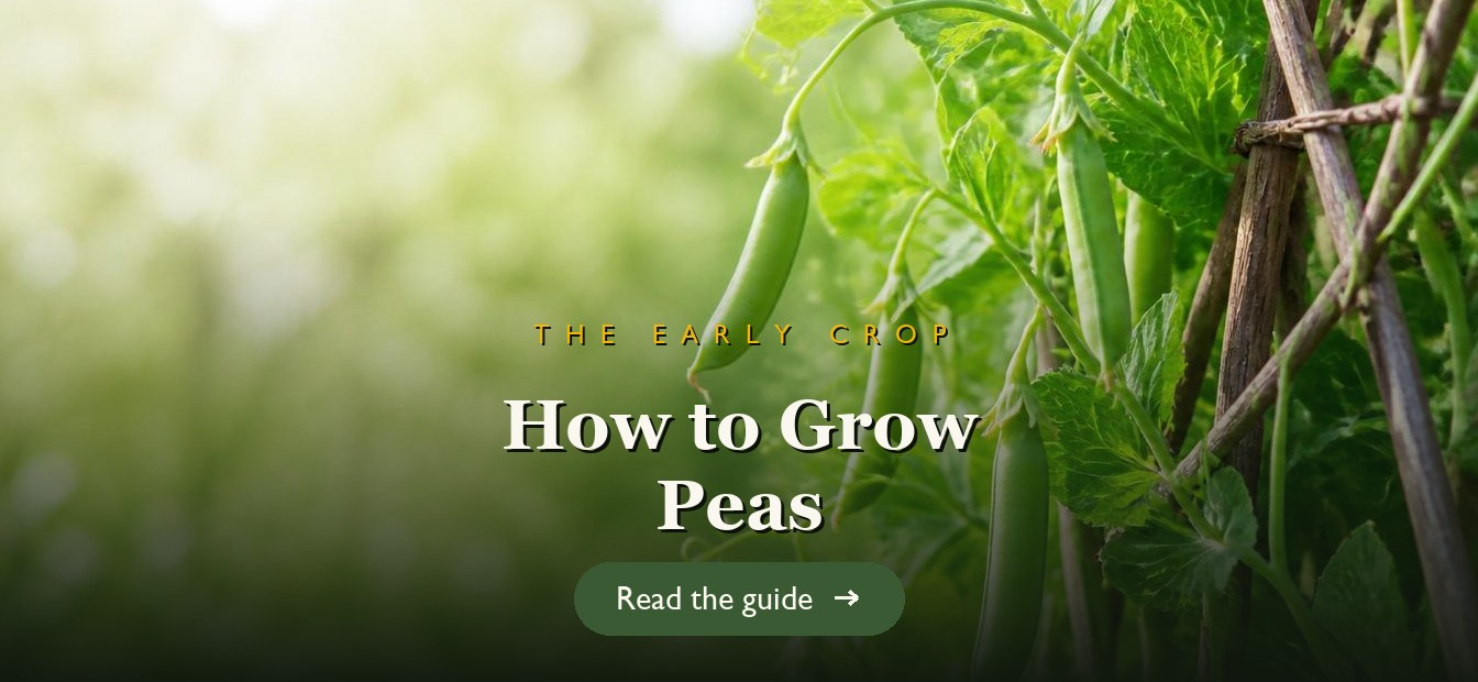 Green pea pods hanging from climbing pea plants on a support in a garden
