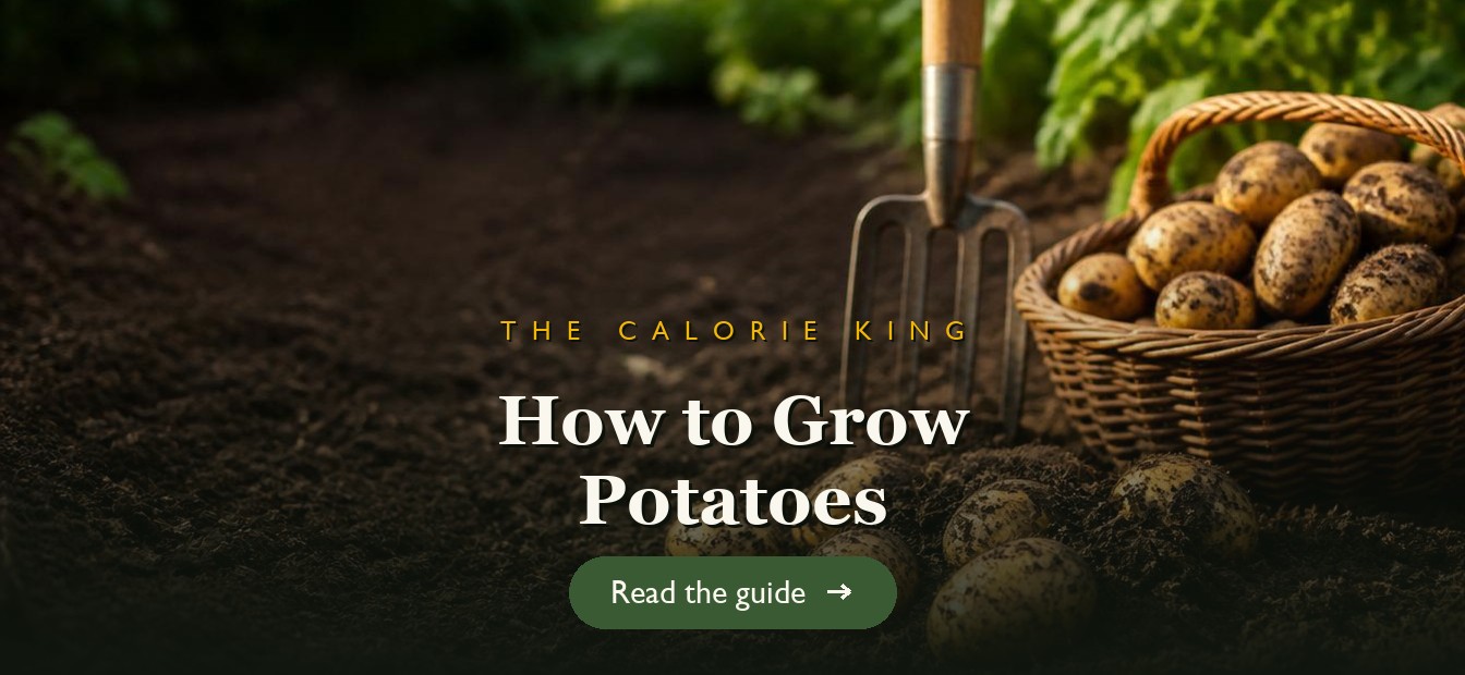 Freshly dug potatoes in the soil beside a garden fork and a full basket