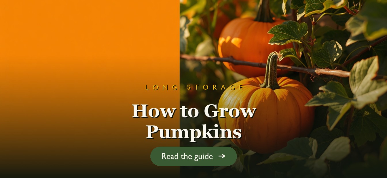 Orange pumpkins ripening on the vine in a sunny autumn garden