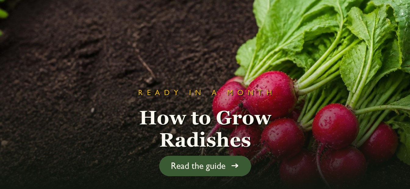 Bright red radishes with green tops pulled from garden soil