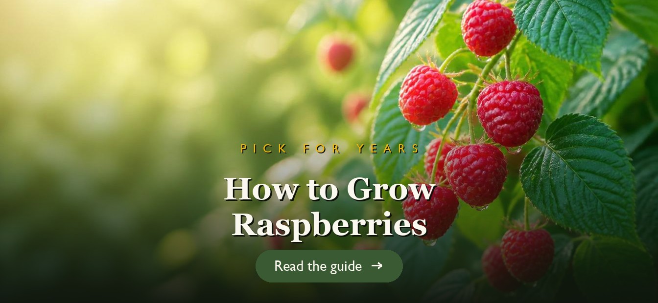 Ripe red raspberries on healthy canes in a garden