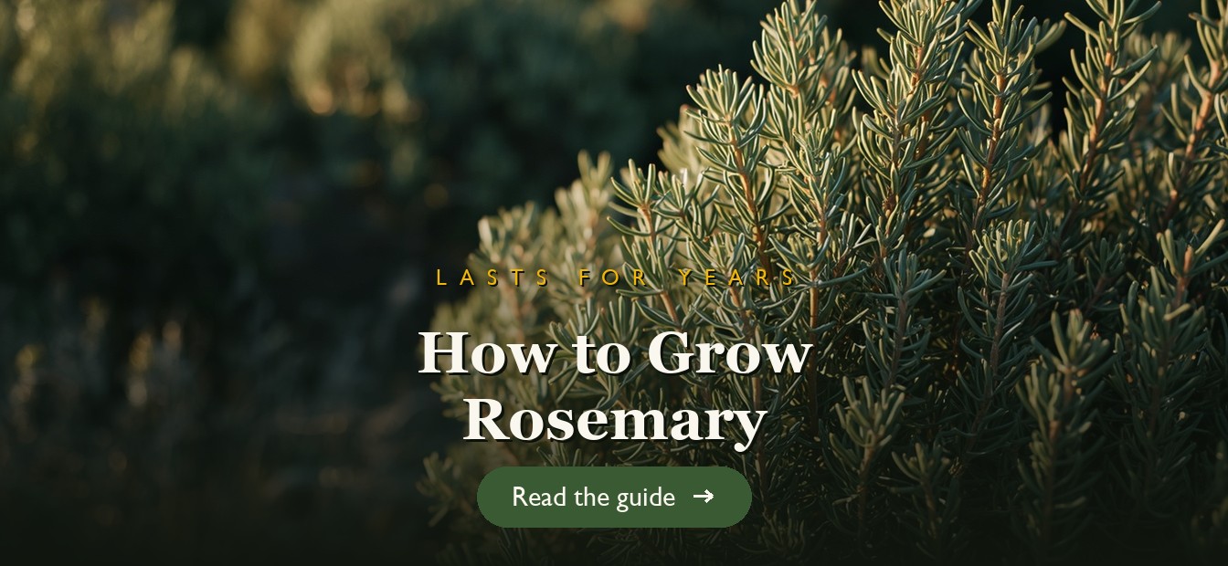 A woody rosemary shrub with fragrant needles growing in a sunny garden