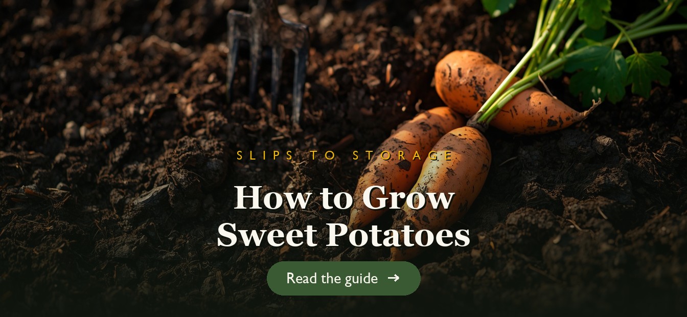 Freshly dug orange sweet potatoes in dark garden soil