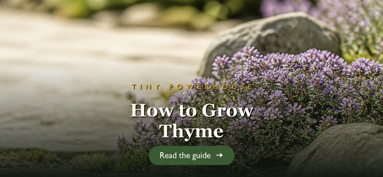 A low mound of flowering thyme growing in a sunny rock garden