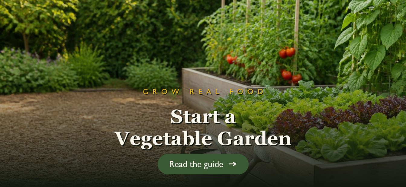 A thriving beginner vegetable garden with raised beds full of produce
